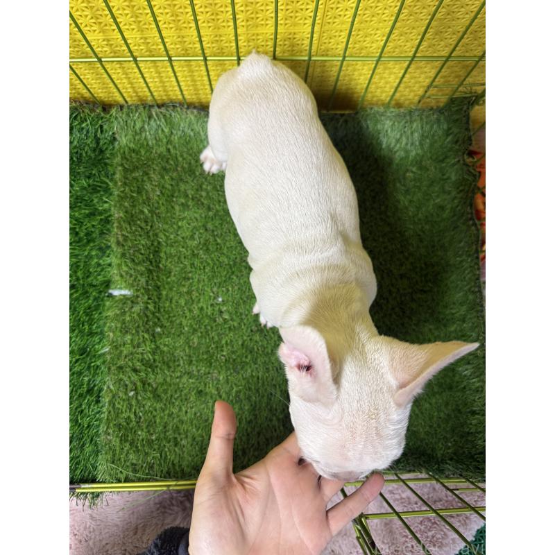 販売中の茨城県のフレンチブルドッグ-449487の5枚目