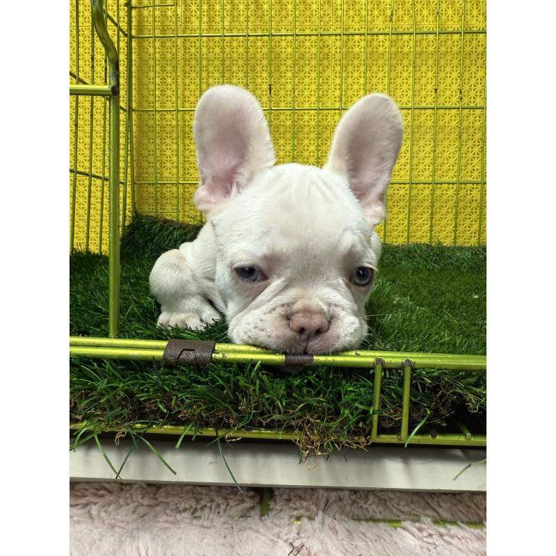 販売中の茨城県のフレンチブルドッグ-449487の3枚目