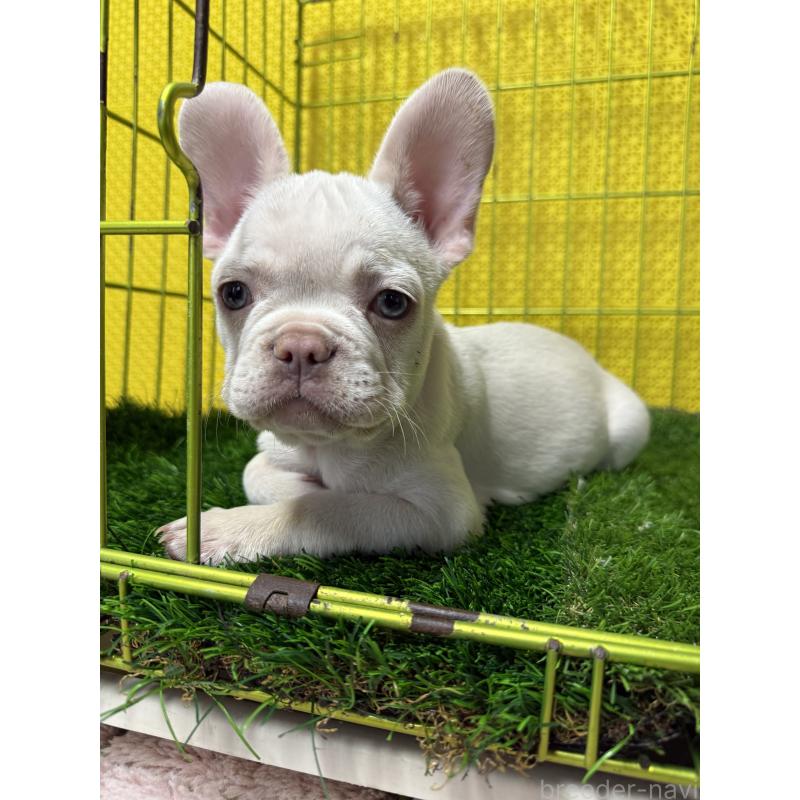 販売中の茨城県のフレンチブルドッグ-449487の2枚目