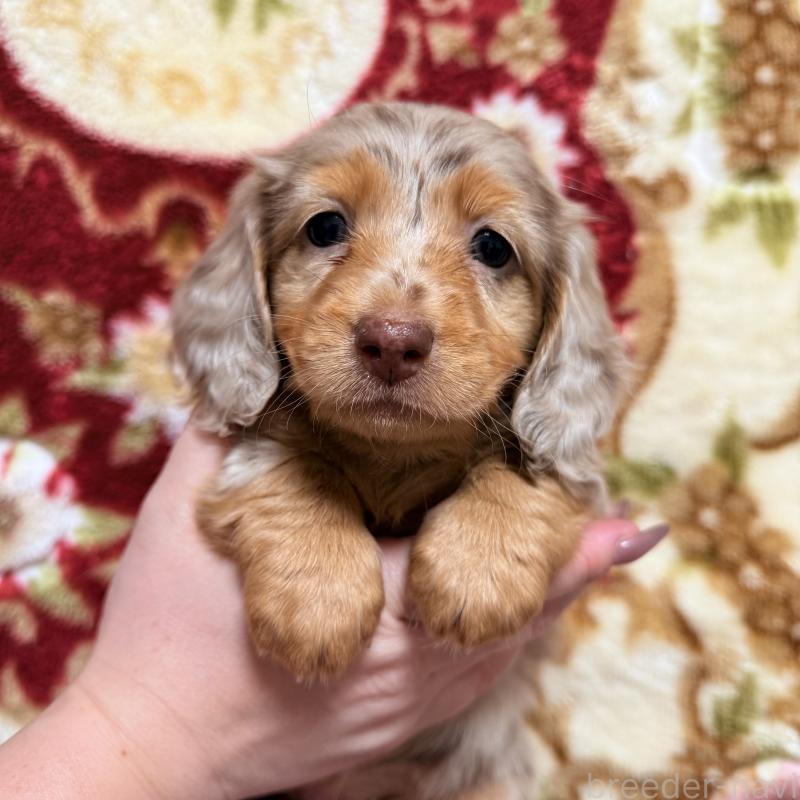 販売中の福岡県のミニチュアダックスフンド(ロングヘアード)-447132