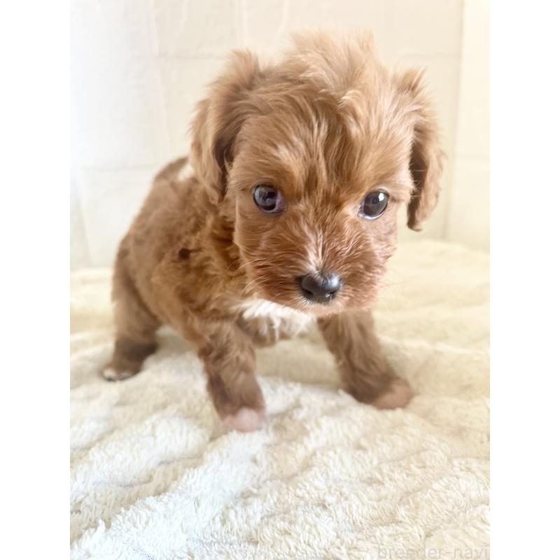 販売中の北海道のミックス犬-449489の9枚目