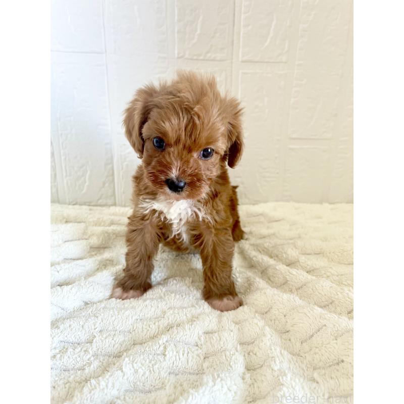 販売中の北海道のミックス犬-449489の8枚目