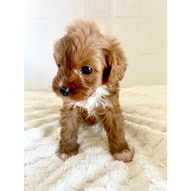 販売中の北海道のミックス犬-449489の7枚目