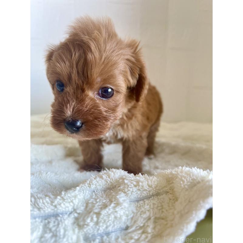 販売中の北海道のミックス犬-449489の6枚目