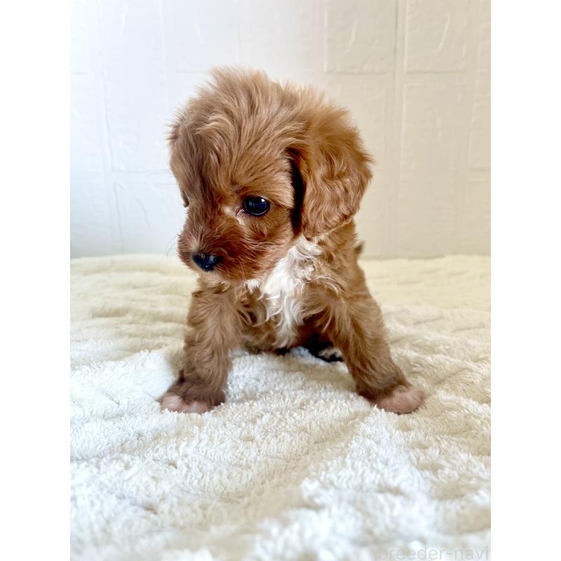 販売中の北海道のミックス犬-449489の5枚目