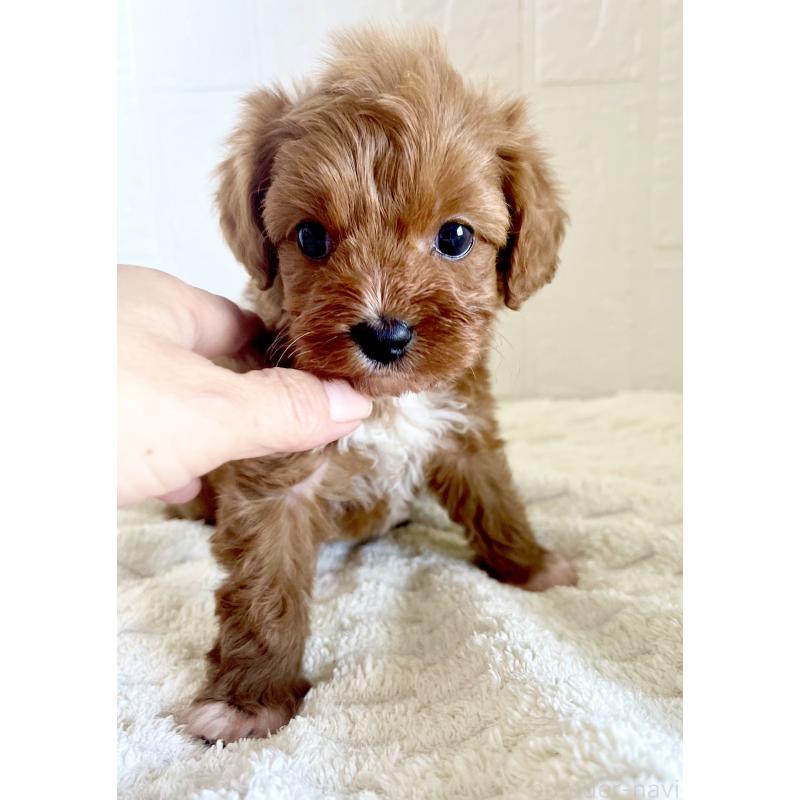 販売中の北海道のミックス犬-449489の4枚目