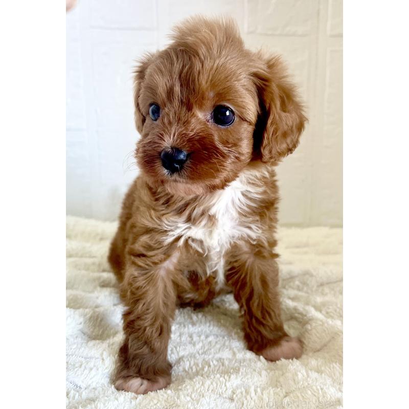 販売中の北海道のミックス犬-449489の3枚目