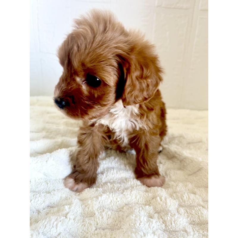 販売中の北海道のミックス犬-449489の2枚目