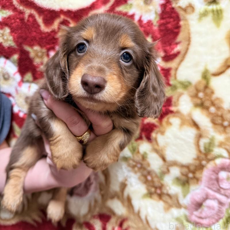 販売中の福岡県のミニチュアダックスフンド(ロングヘアード)-447135