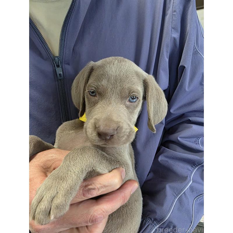 販売中の静岡県のワイマラナー-449488の2枚目