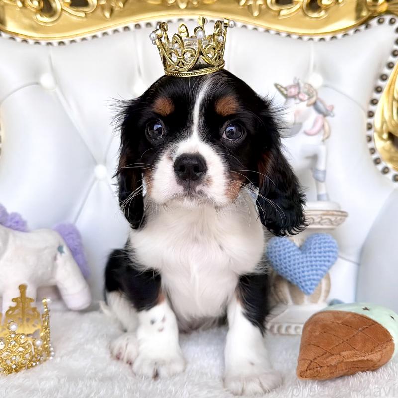 販売中の福岡県のキャバリアキングチャールズスパニエル-439702の10枚目