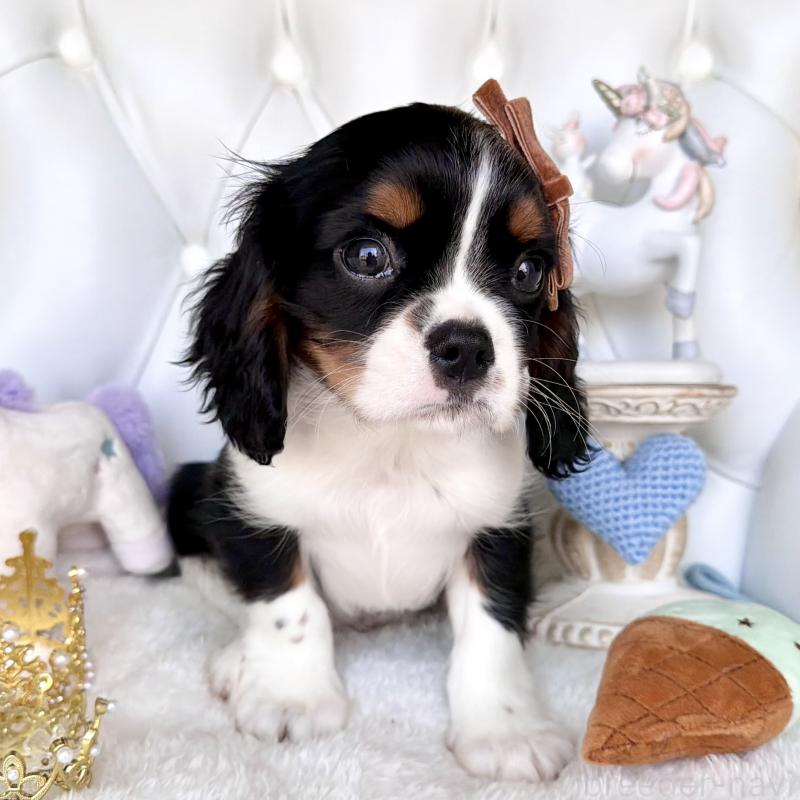 販売中の福岡県のキャバリアキングチャールズスパニエル-439702の9枚目