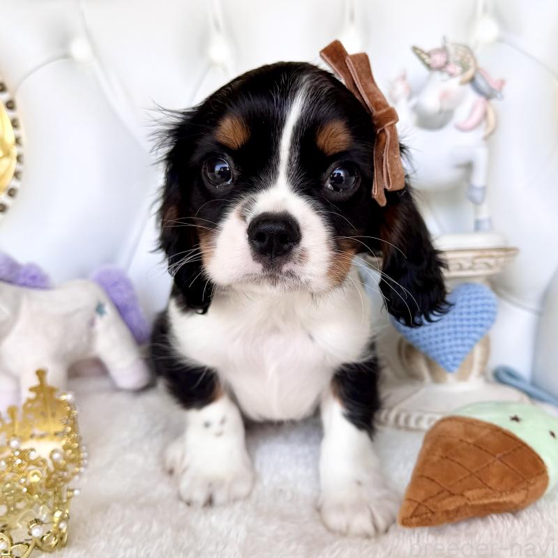 販売中の福岡県のキャバリアキングチャールズスパニエル-439702の8枚目