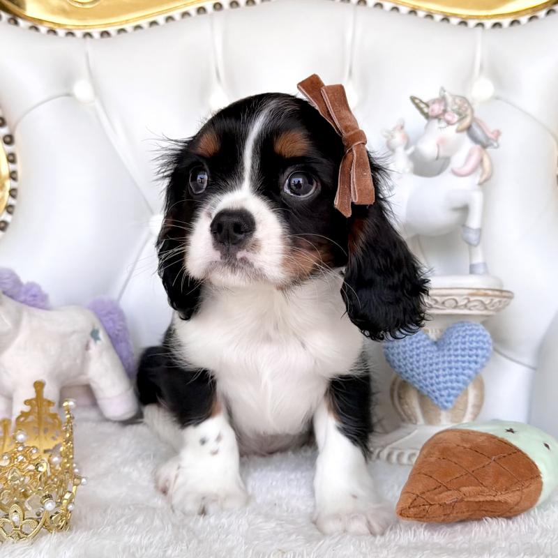 販売中の福岡県のキャバリアキングチャールズスパニエル-439702の7枚目