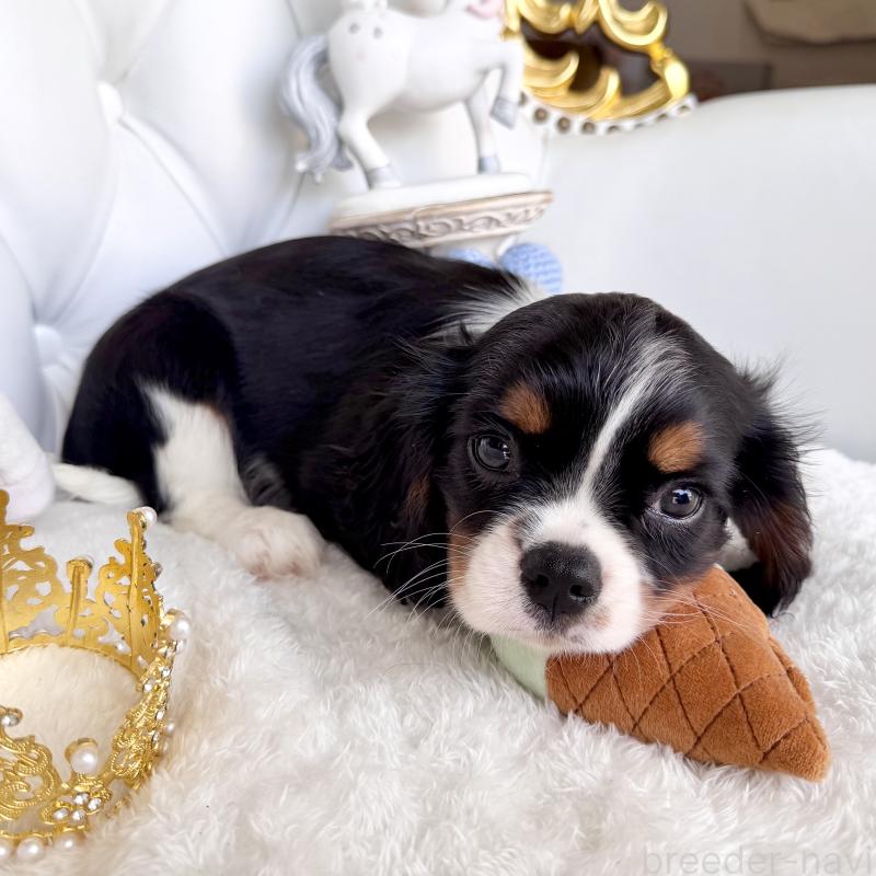 販売中の福岡県のキャバリアキングチャールズスパニエル-439702の5枚目