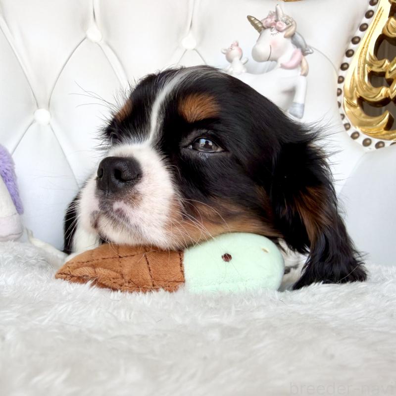 販売中の福岡県のキャバリアキングチャールズスパニエル-439702の4枚目