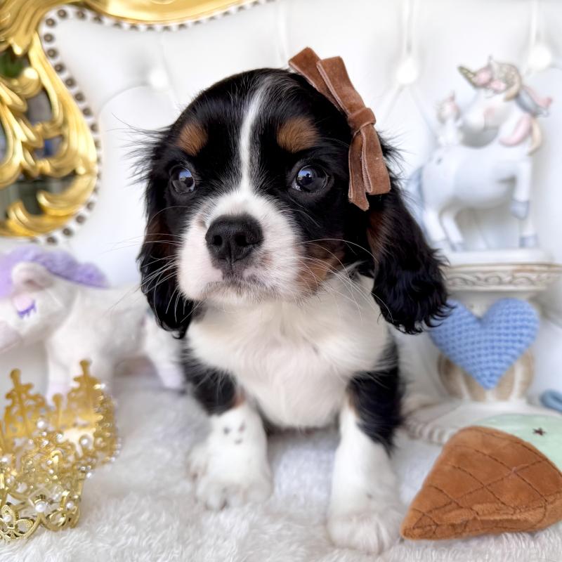 販売中の福岡県のキャバリアキングチャールズスパニエル-439702の3枚目