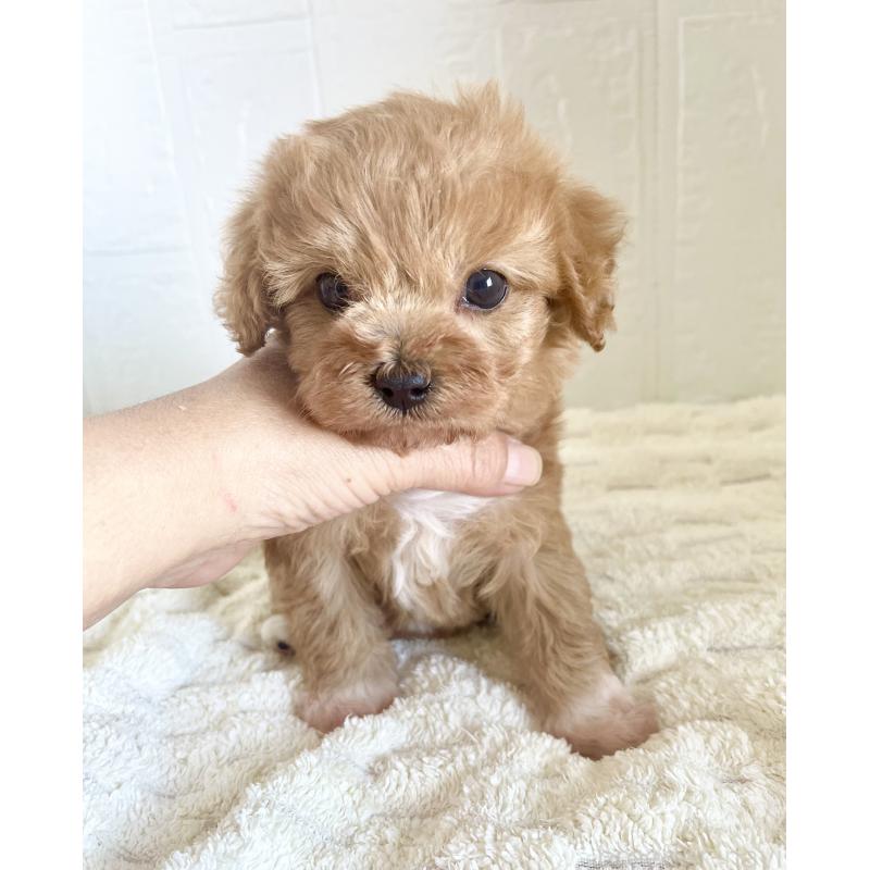 販売中の北海道のミックス犬-449490の1枚目