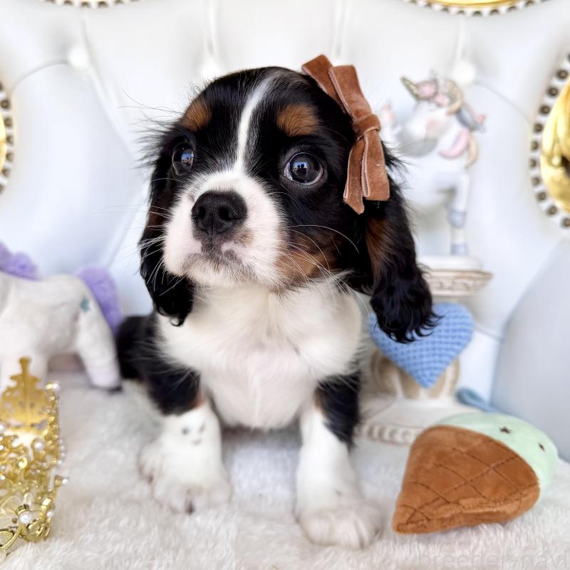 販売中の福岡県のキャバリアキングチャールズスパニエル-439702の2枚目