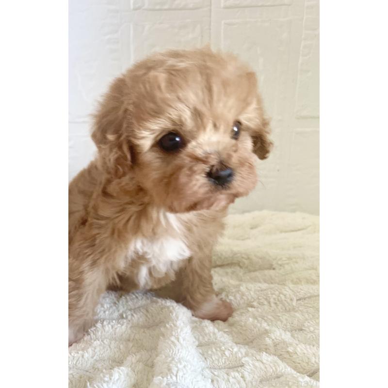 販売中の北海道のミックス犬-449490の8枚目