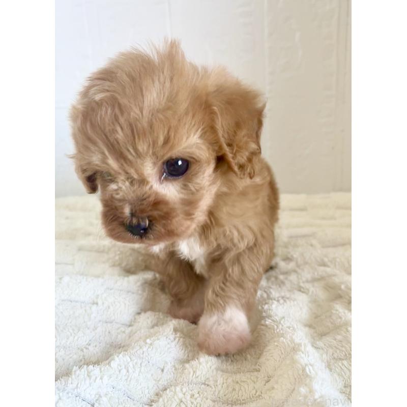 販売中の北海道のミックス犬-449490の7枚目