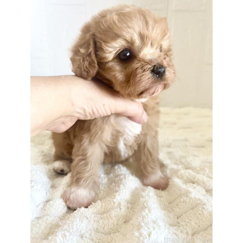 販売中の北海道のミックス犬-449490の5枚目