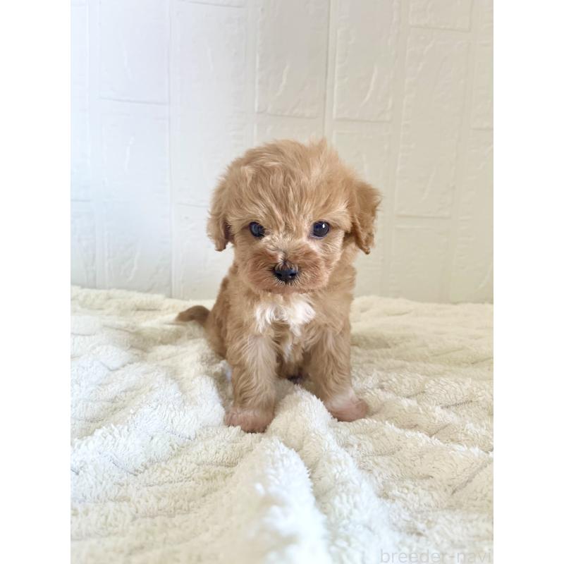 販売中の北海道のミックス犬-449490の4枚目