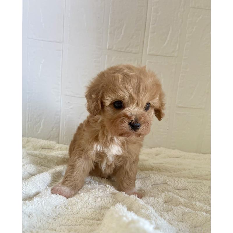 販売中の北海道のミックス犬-449490の3枚目