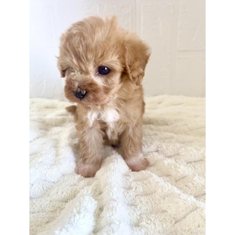 販売中の北海道のミックス犬-449490の2枚目