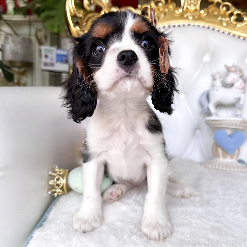 販売中の福岡県のキャバリアキングチャールズスパニエル-439676の9枚目