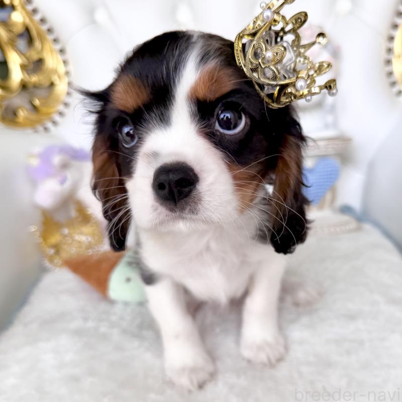 販売中の福岡県のキャバリアキングチャールズスパニエル-439676の8枚目