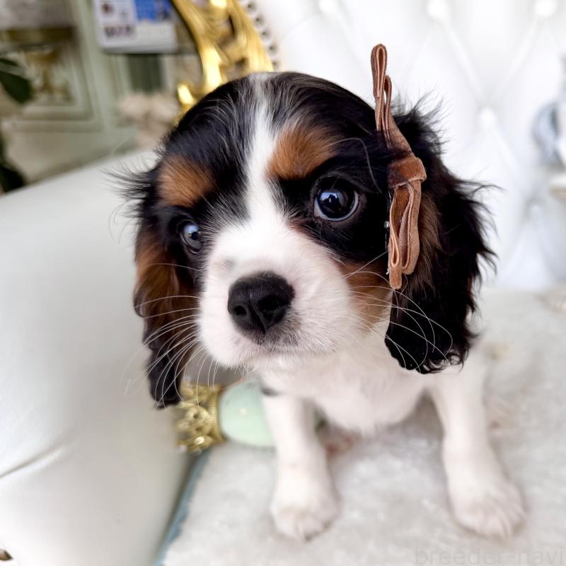 販売中の福岡県のキャバリアキングチャールズスパニエル-439676の7枚目
