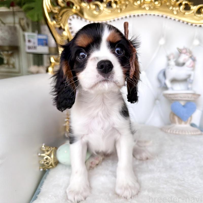 販売中の福岡県のキャバリアキングチャールズスパニエル-439676の6枚目