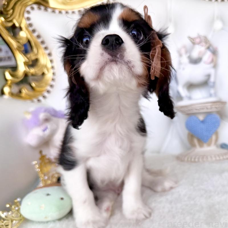 販売中の福岡県のキャバリアキングチャールズスパニエル-439676の4枚目