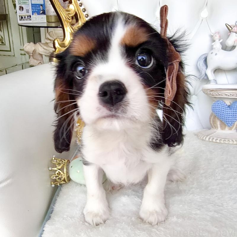 販売中の福岡県のキャバリアキングチャールズスパニエル-439676の3枚目