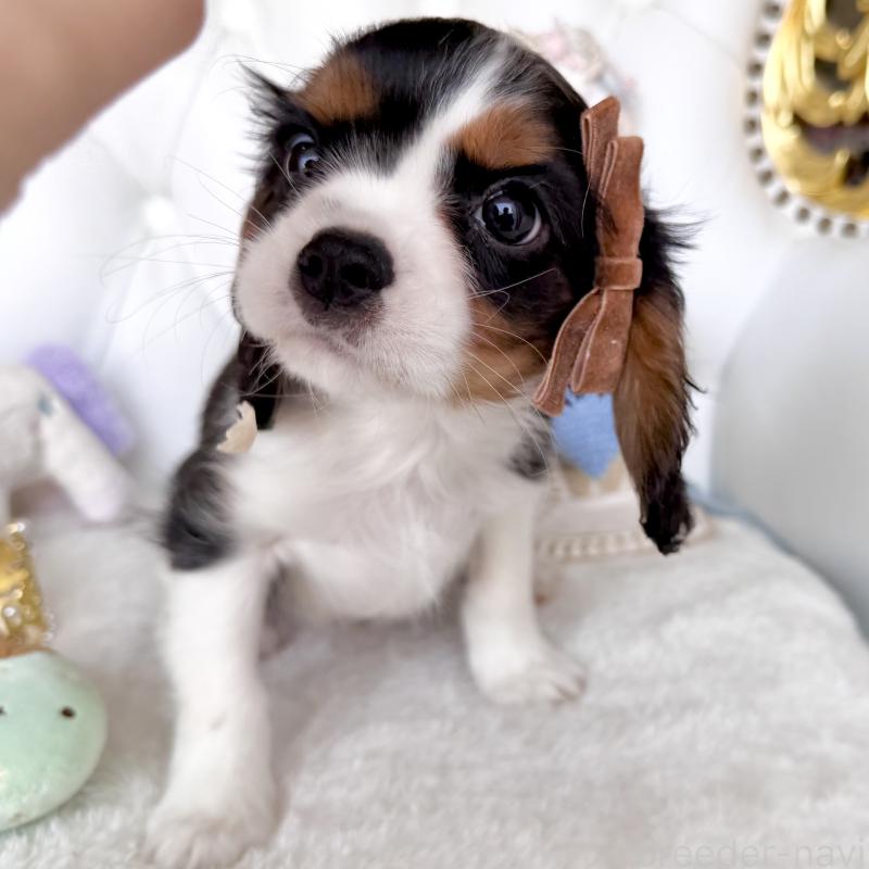 販売中の福岡県のキャバリアキングチャールズスパニエル-439676の2枚目