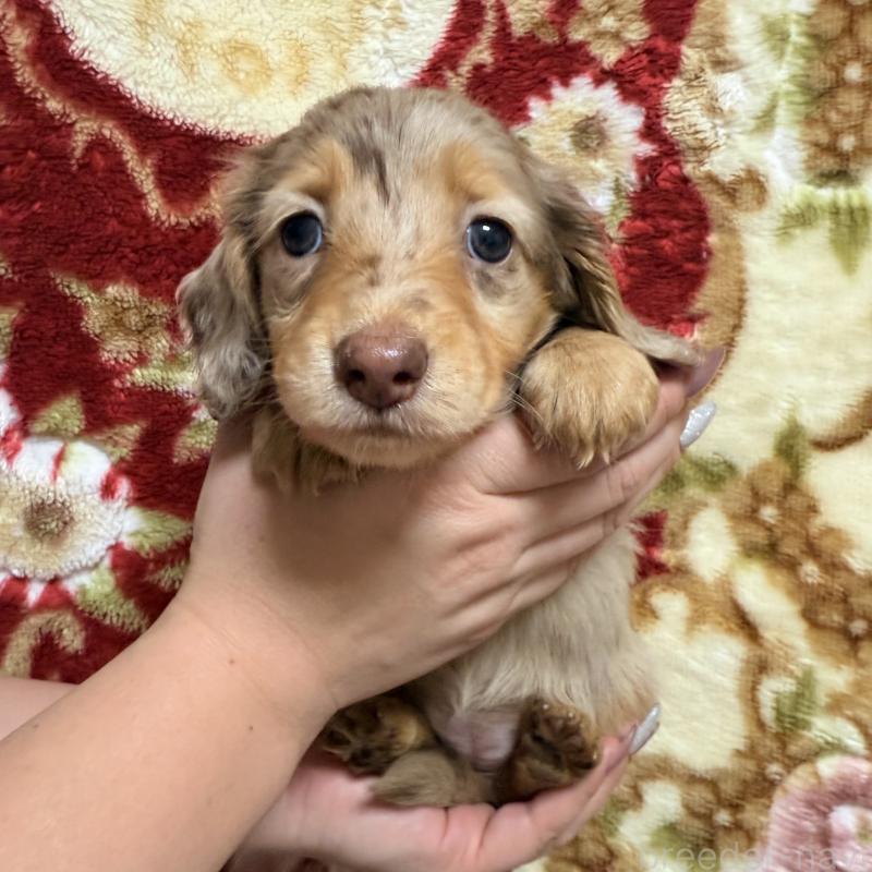 販売中の福岡県のミニチュアダックスフンド(ロングヘアード)-446849