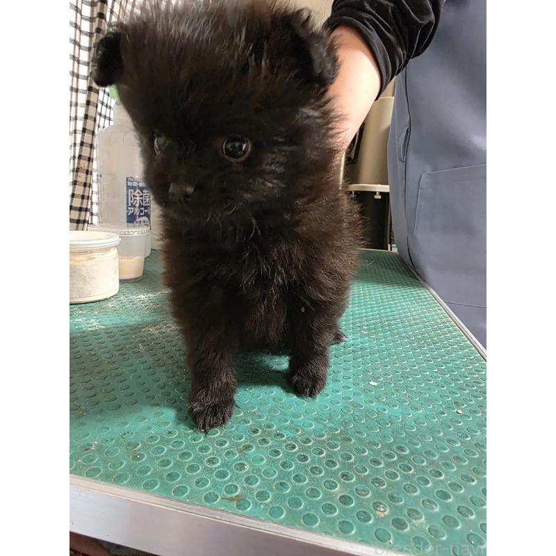 販売中の静岡県のポメラニアン-449491の3枚目