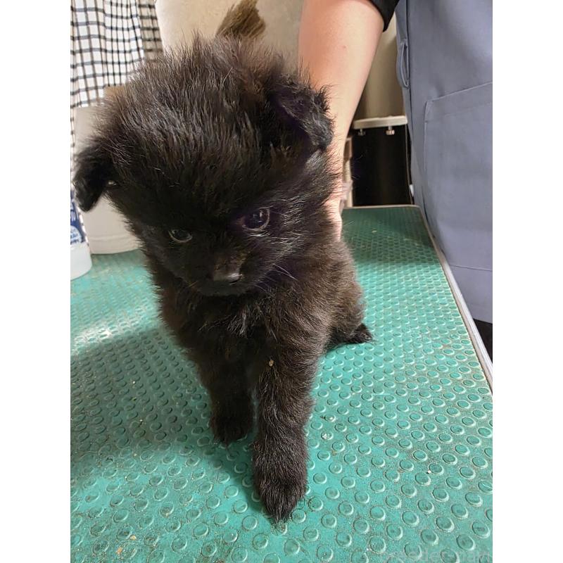 販売中の静岡県のポメラニアン-449491の2枚目