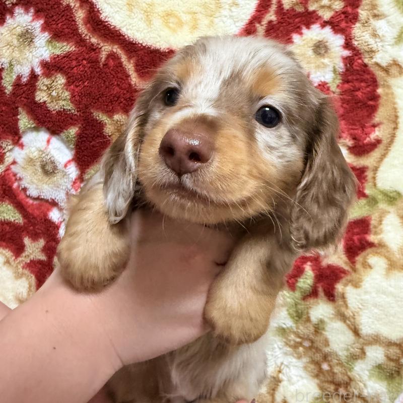 販売中の福岡県のミニチュアダックスフンド(ロングヘアード)-447133