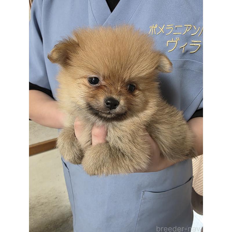 販売中の静岡県のポメラニアン-449492の2枚目