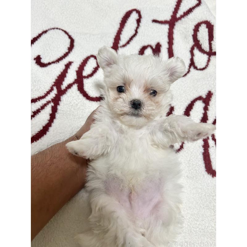 販売中の埼玉県のマルチーズ-449493の1枚目