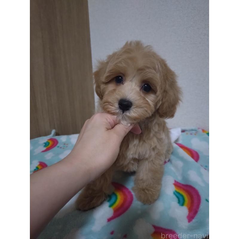 販売中の福岡県のマルプー:マルチーズ×トイプードル-449494の3枚目