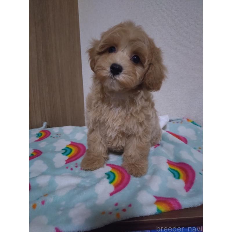 販売中の福岡県のマルプー:マルチーズ×トイプードル-449494の2枚目