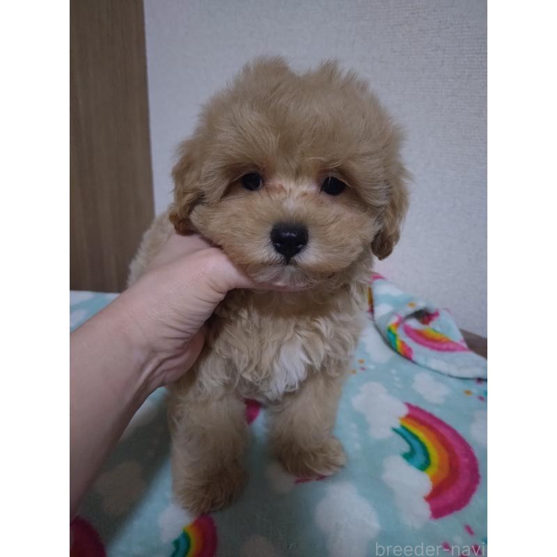 販売中の福岡県のマルプー:マルチーズ×トイプードル-449495の3枚目