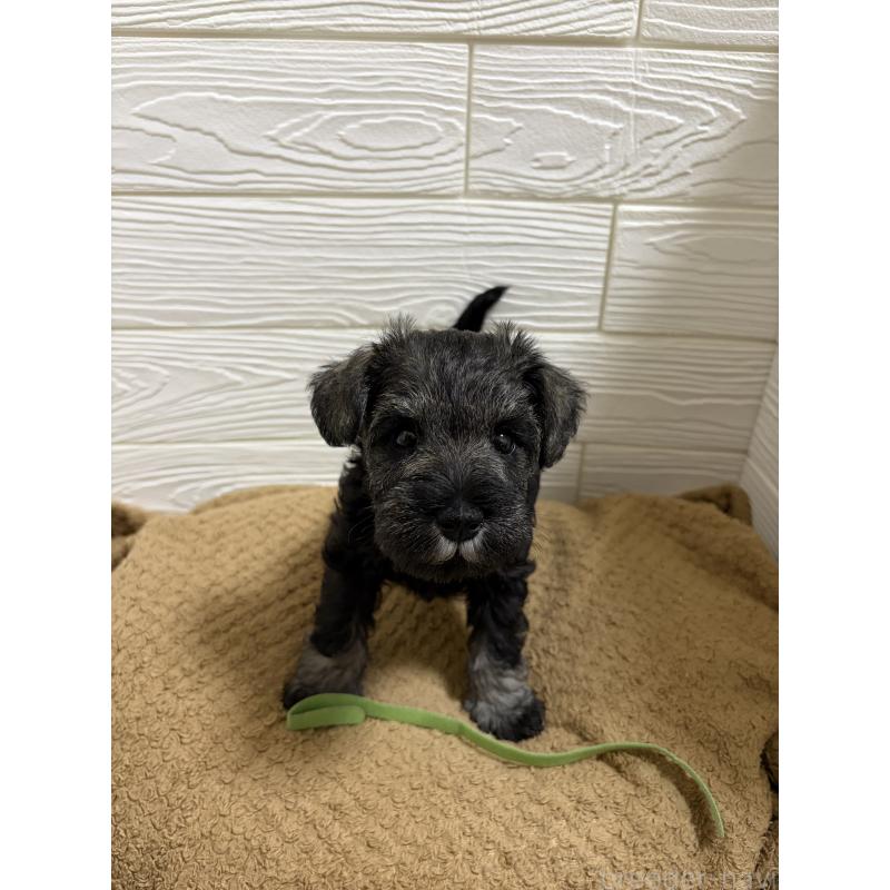 販売中の愛知県のミニチュアシュナウザー-442840