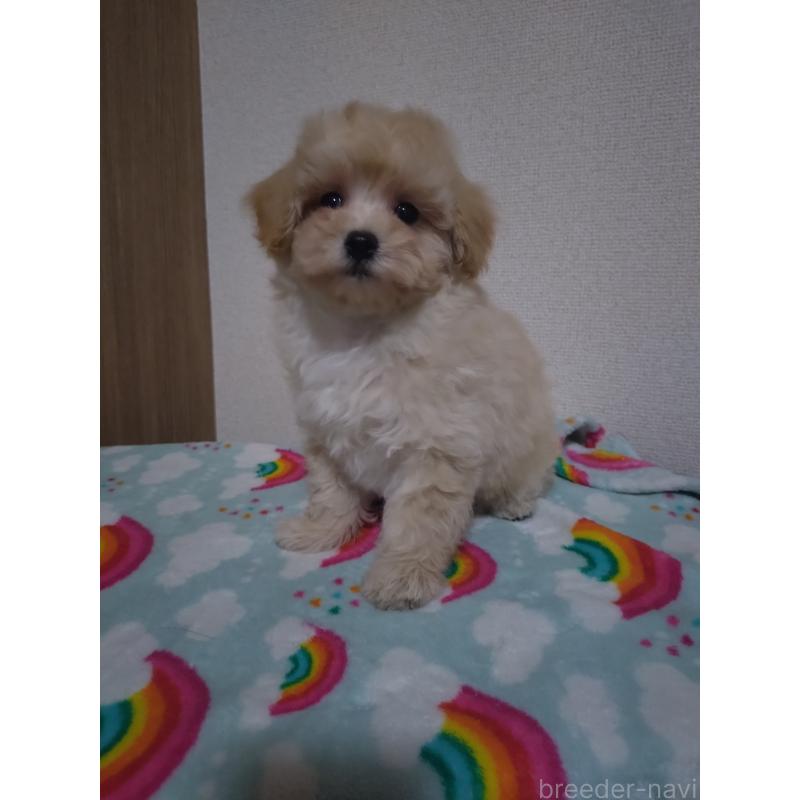 販売中の福岡県のマルプー:マルチーズ×トイプードル-449502の4枚目