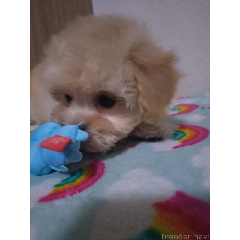 販売中の福岡県のマルプー:マルチーズ×トイプードル-449502の3枚目