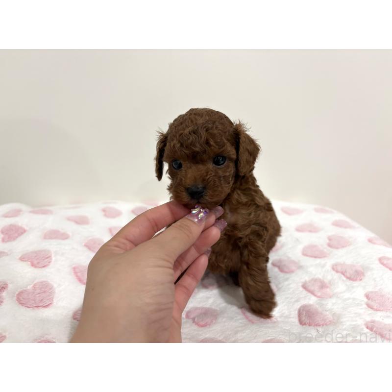 販売中の群馬県のトイプードル-449496の3枚目