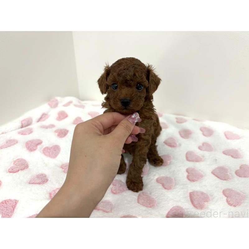 販売中の群馬県のトイプードル-449496の2枚目